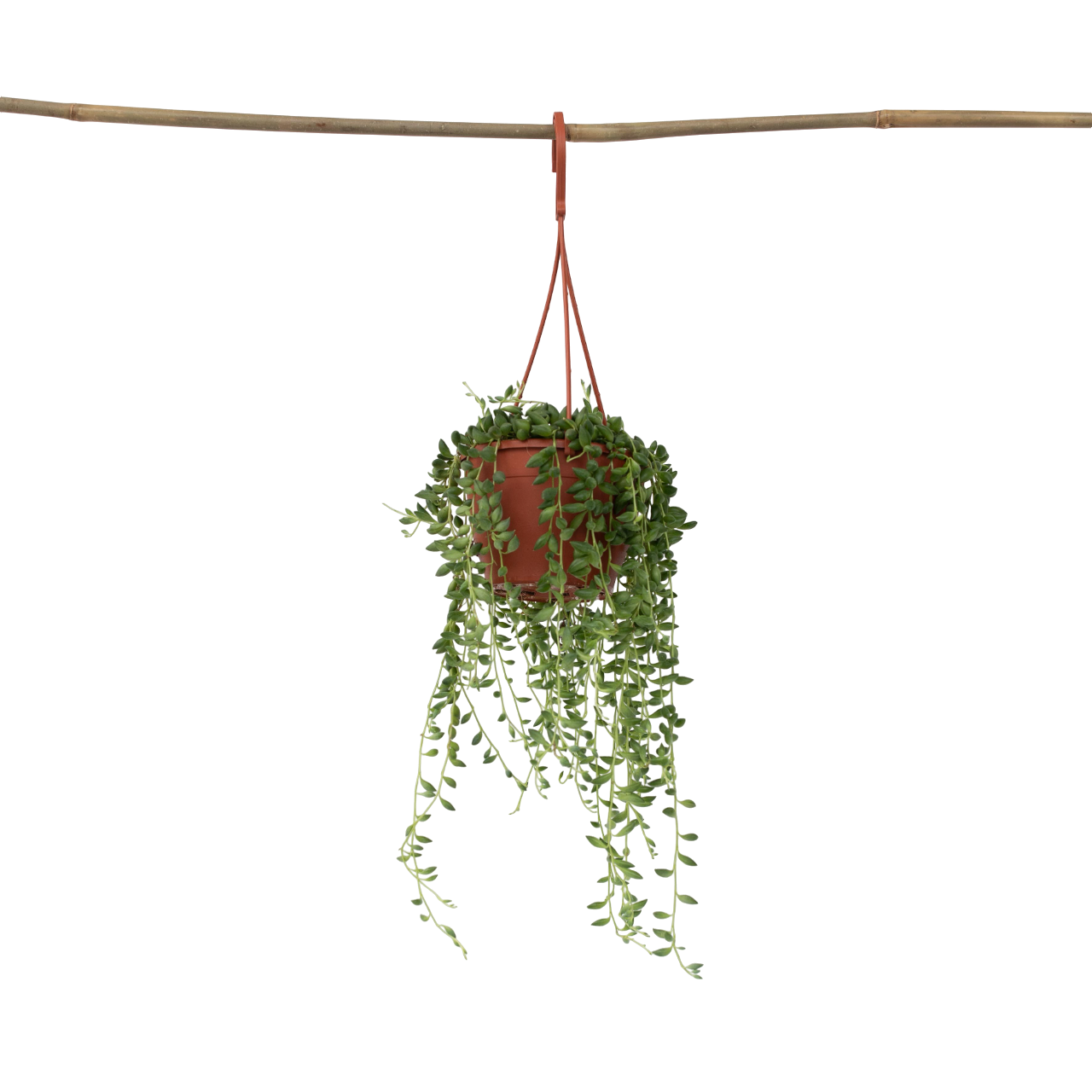Plant In A Box - Plante collier de perles - Senecio rowleyanus - Hauteur 10-20cm - ⌀12cm - Image 1