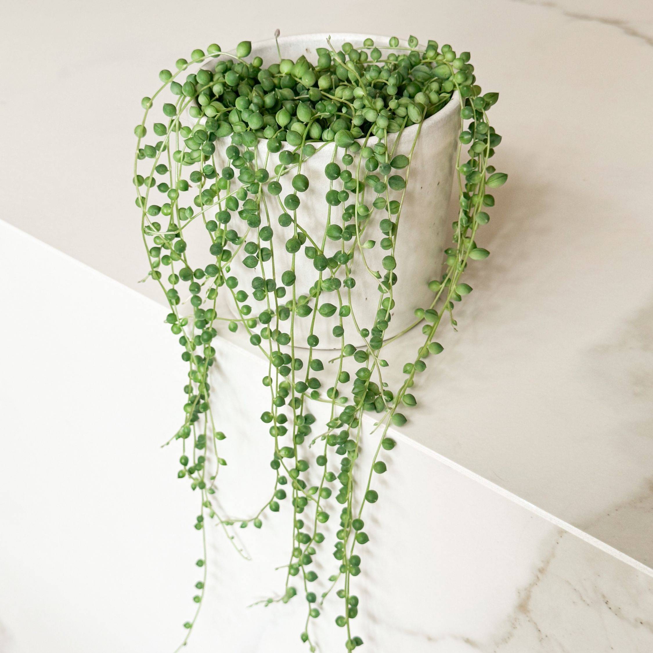 Plant In A Box - Plante collier de perles - Senecio rowleyanus - Hauteur 10-20cm - ⌀12cm - Image 2