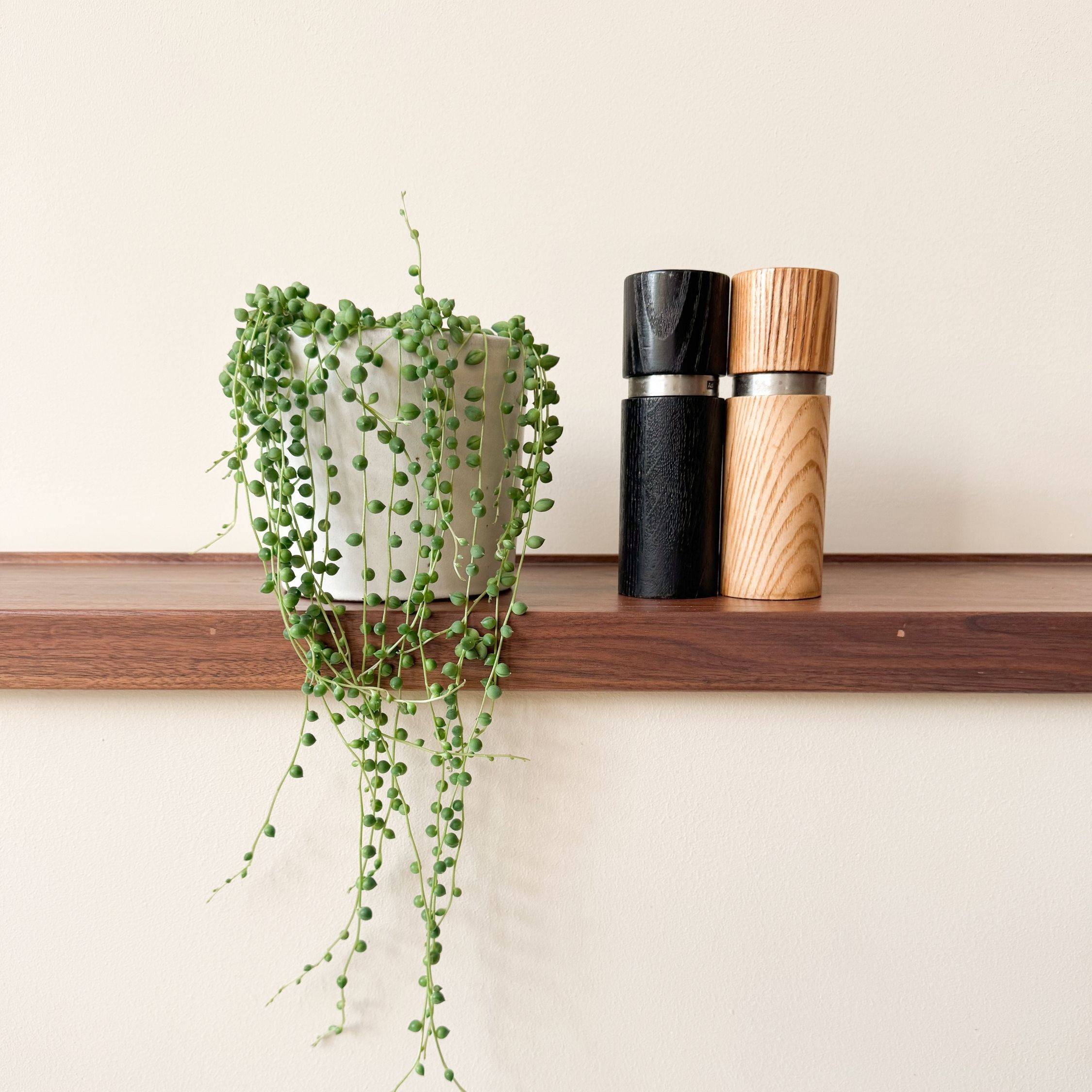 Plant In A Box - Plante collier de perles - Senecio rowleyanus - Hauteur 10-20cm - ⌀12cm - Image 3