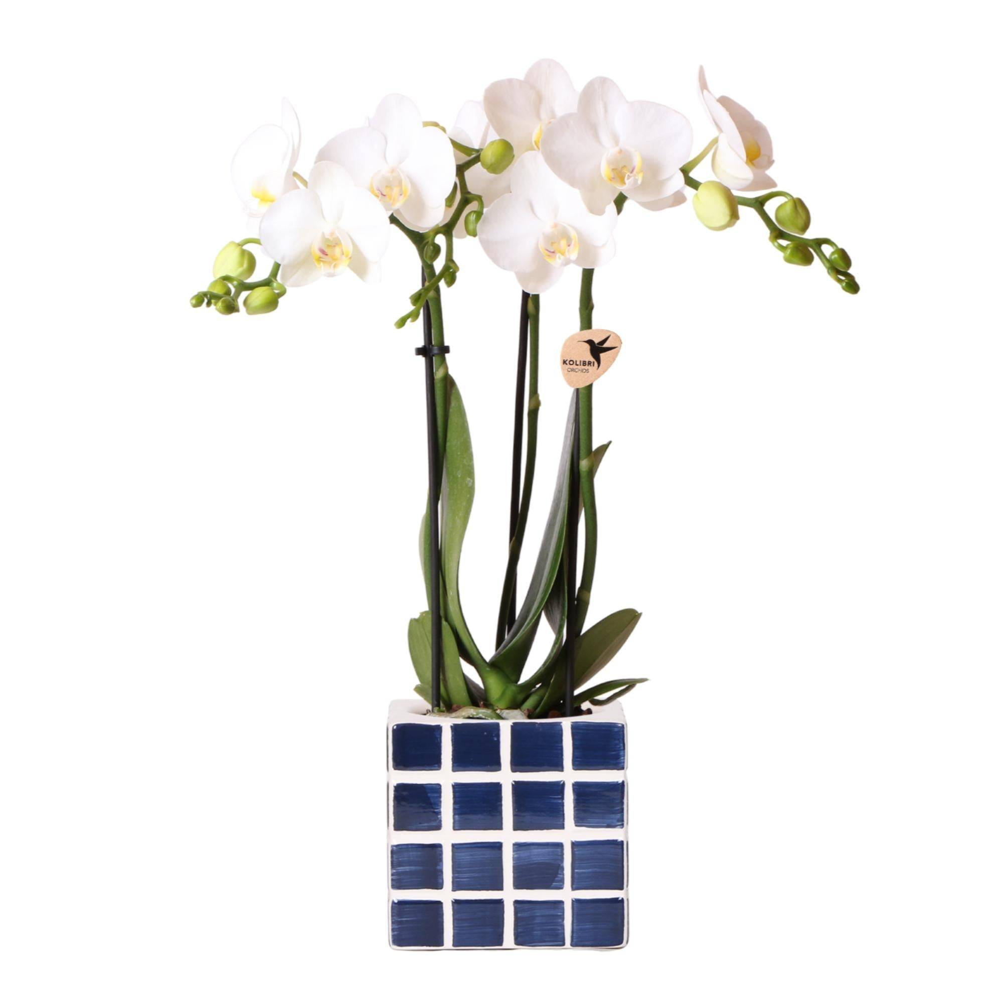 La Green Touch - Orchidée Amabilis Blanche et son pot- La Green Touch Bleu mosaique - Hauteur 35cm - Imagen 1