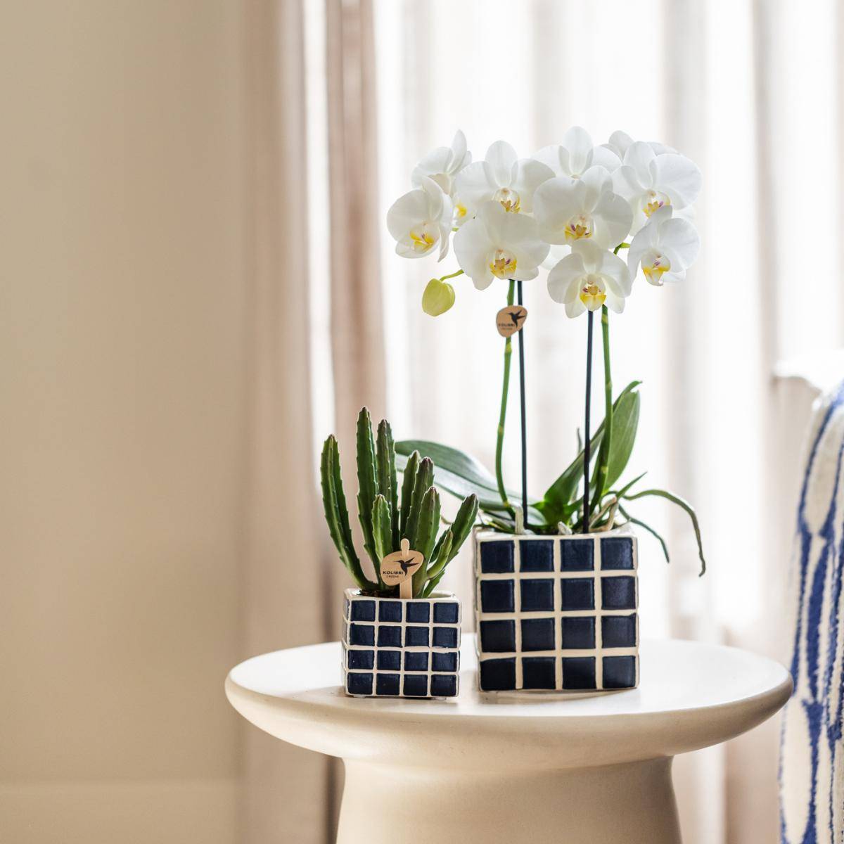La Green Touch - Orchidée Amabilis Blanche et son pot- La Green Touch Bleu mosaique - Hauteur 35cm - Imagen 5