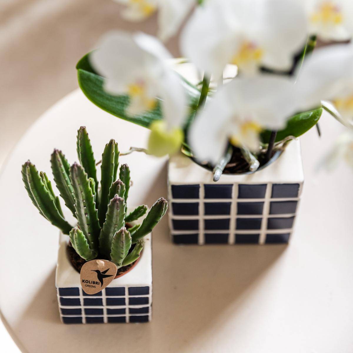 La Green Touch - Orchidée Amabilis Blanche et son pot- La Green Touch Bleu mosaique - Hauteur 35cm - Imagen 6