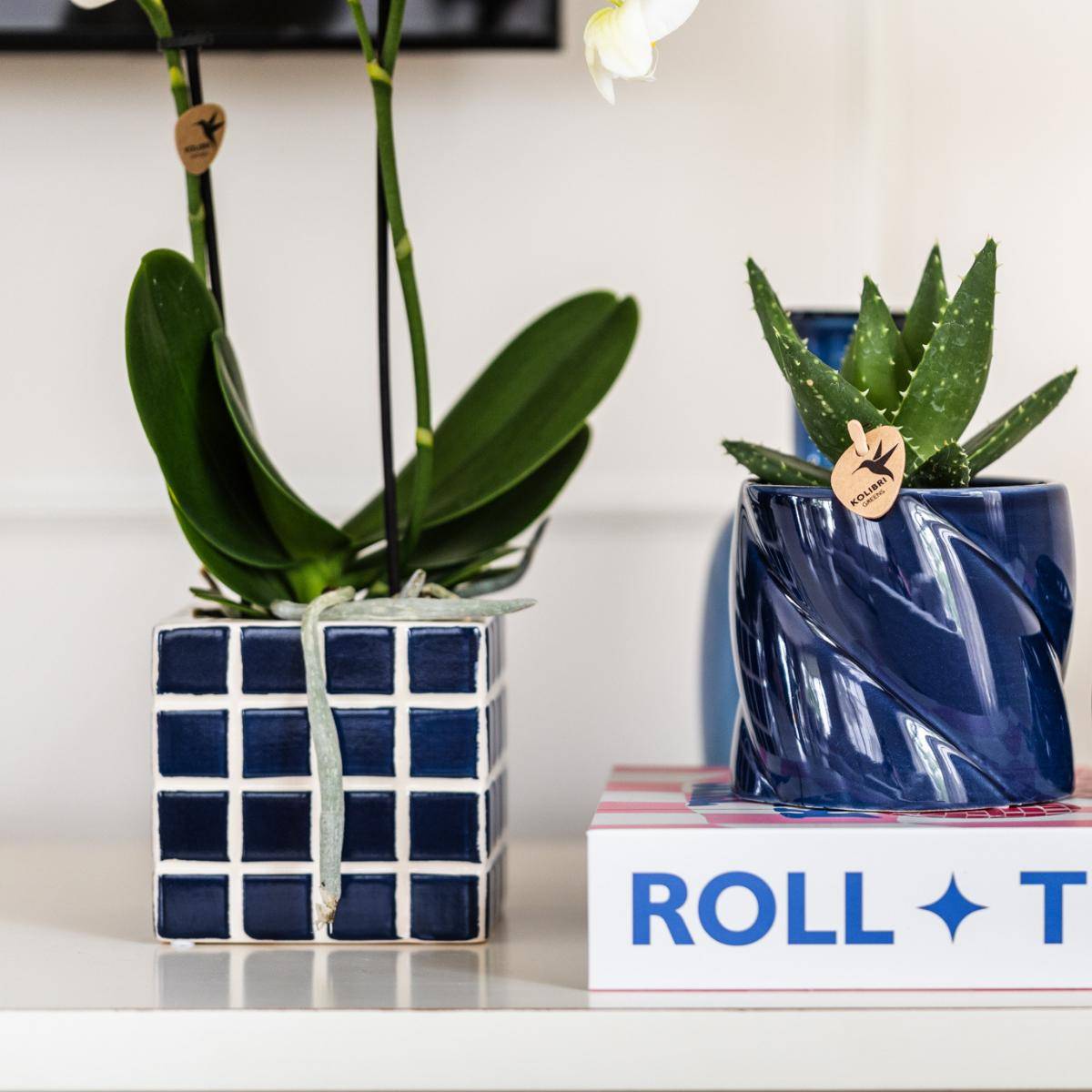 La Green Touch - Orchidée Amabilis Blanche et son pot- La Green Touch Bleu mosaique - Hauteur 35cm - Imagen 4