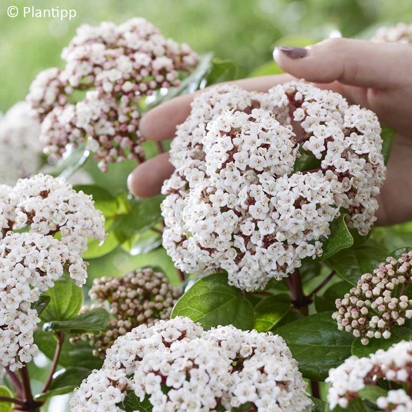 Promesse de Fleurs - Viburnum tinus Rock'n Rolla - Laurier tin Pot de 2L/3L