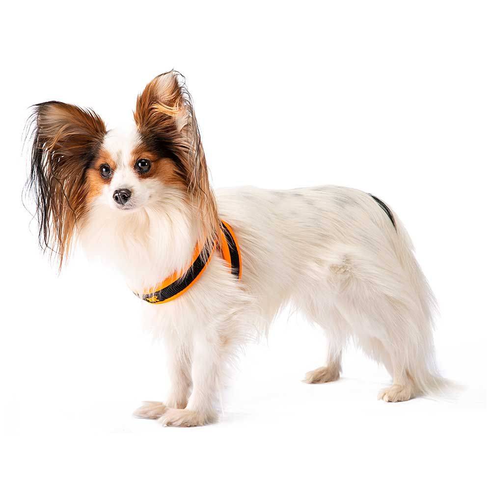 Ferplast - Ferplast Harnais ergonomique pour chiens AGILA FLUO 2, ajustement parfait, fermeture pratique avec lacet, rembourrage souple, A=B 36÷42 cm 15 mm - Imagen 7