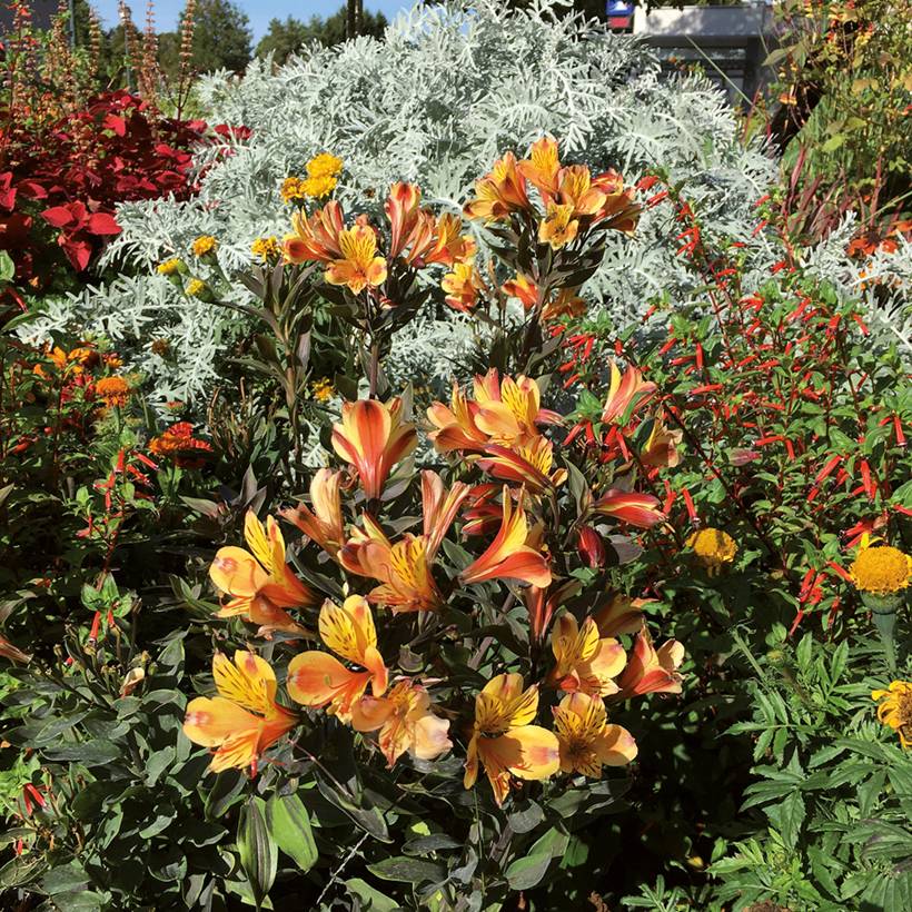 Alstroemeria Summer Breeze - Lis des Incas Motte 4 cm x 4,5 cm (par 3)