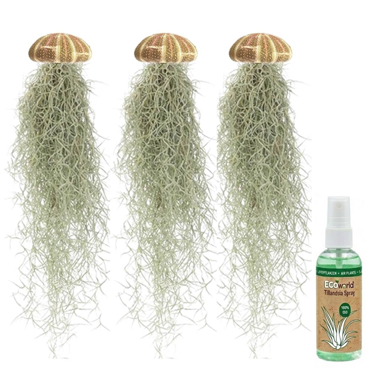 Jellyfish Set de 3 - Tillandsia Usneoides Plantes Aériennes Oursins - Image 1