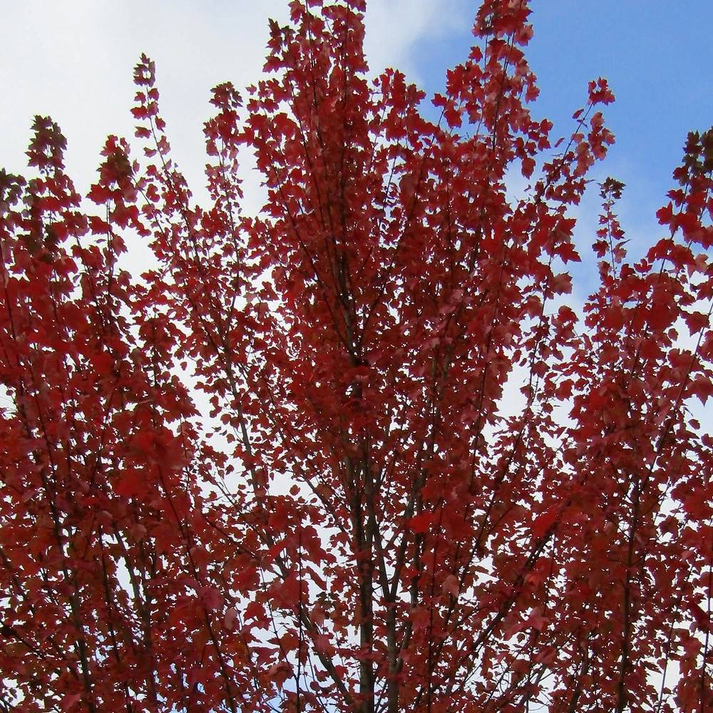 Érable rouge Armstrong, Acer rubrum - Pot de 15L - Baliveau - Image 1