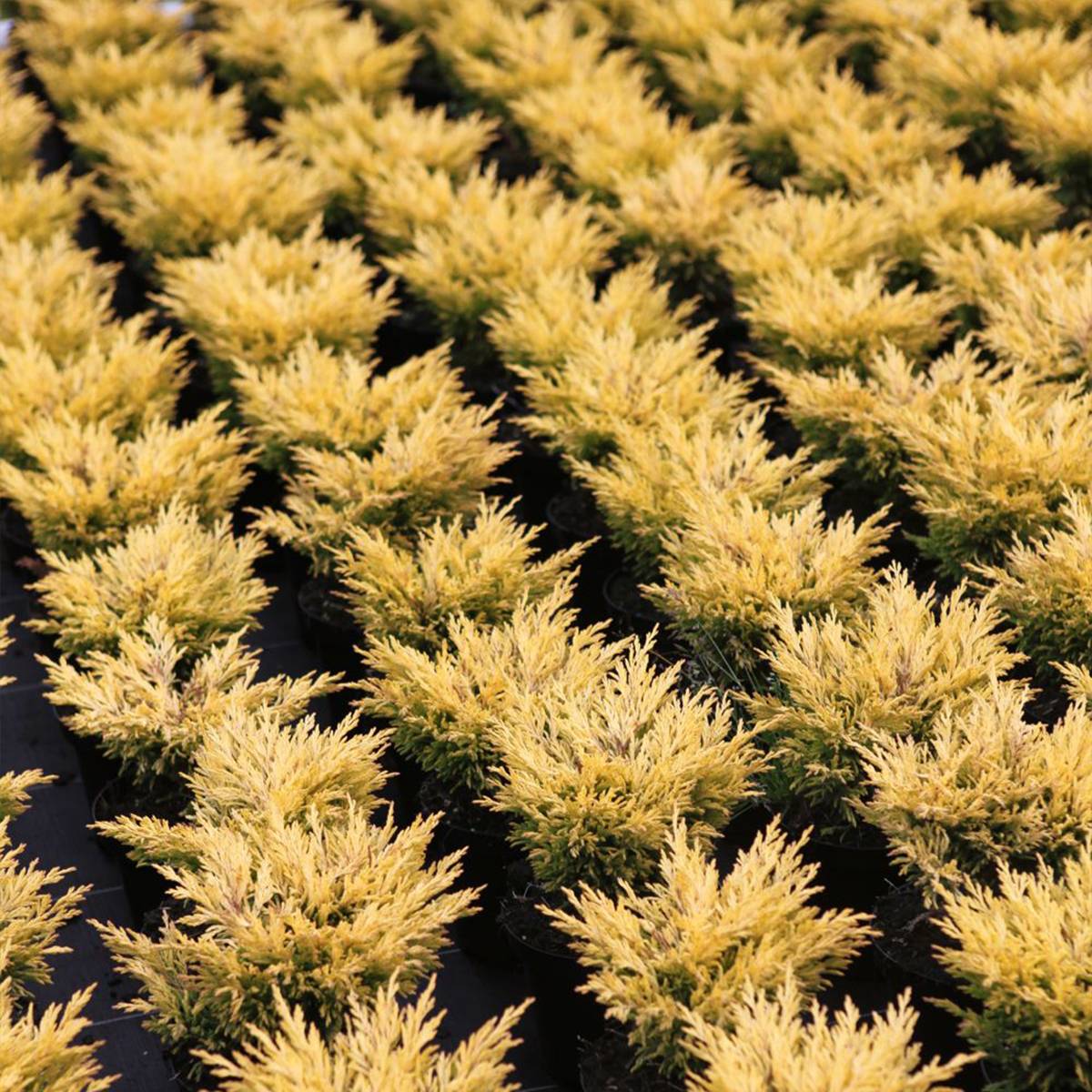 Promesse de Fleurs - Genévrier horizontal - Juniperus horizontalis Limeglow Pot de 7,5L/10L
