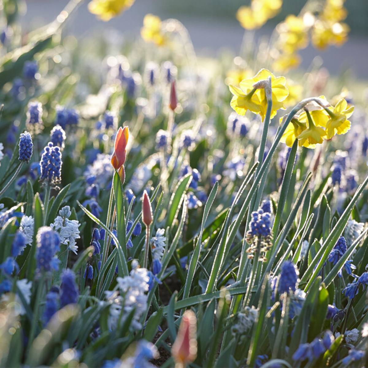 Mélange de 50 - Mélange Muscari - Jacinthe de raisin - Raisins bleus - Blanc, Bleu - Bulbes à fleurs - Image 5