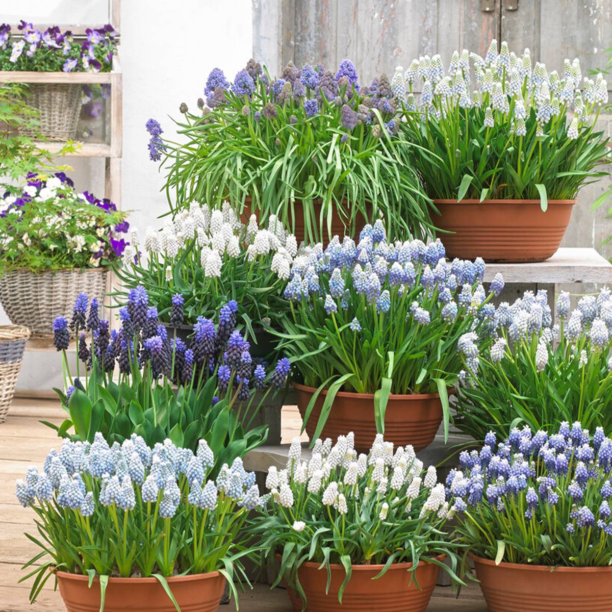 Mélange de 50 - Mélange Muscari - Jacinthe de raisin - Raisins bleus - Blanc, Bleu - Bulbes à fleurs - Image 6