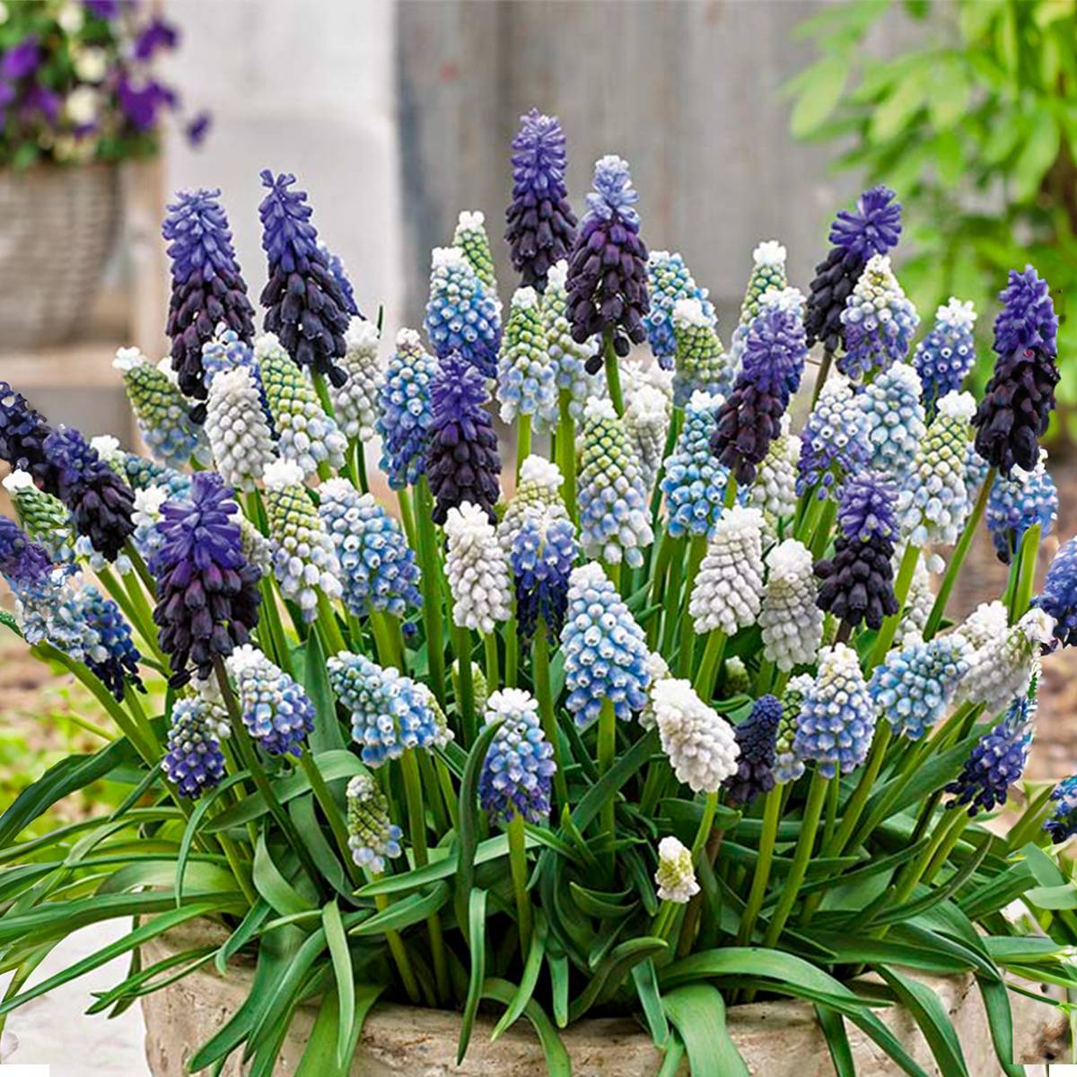 Mélange de 50 - Mélange Muscari - Jacinthe de raisin - Raisins bleus - Blanc, Bleu - Bulbes à fleurs - Image 1