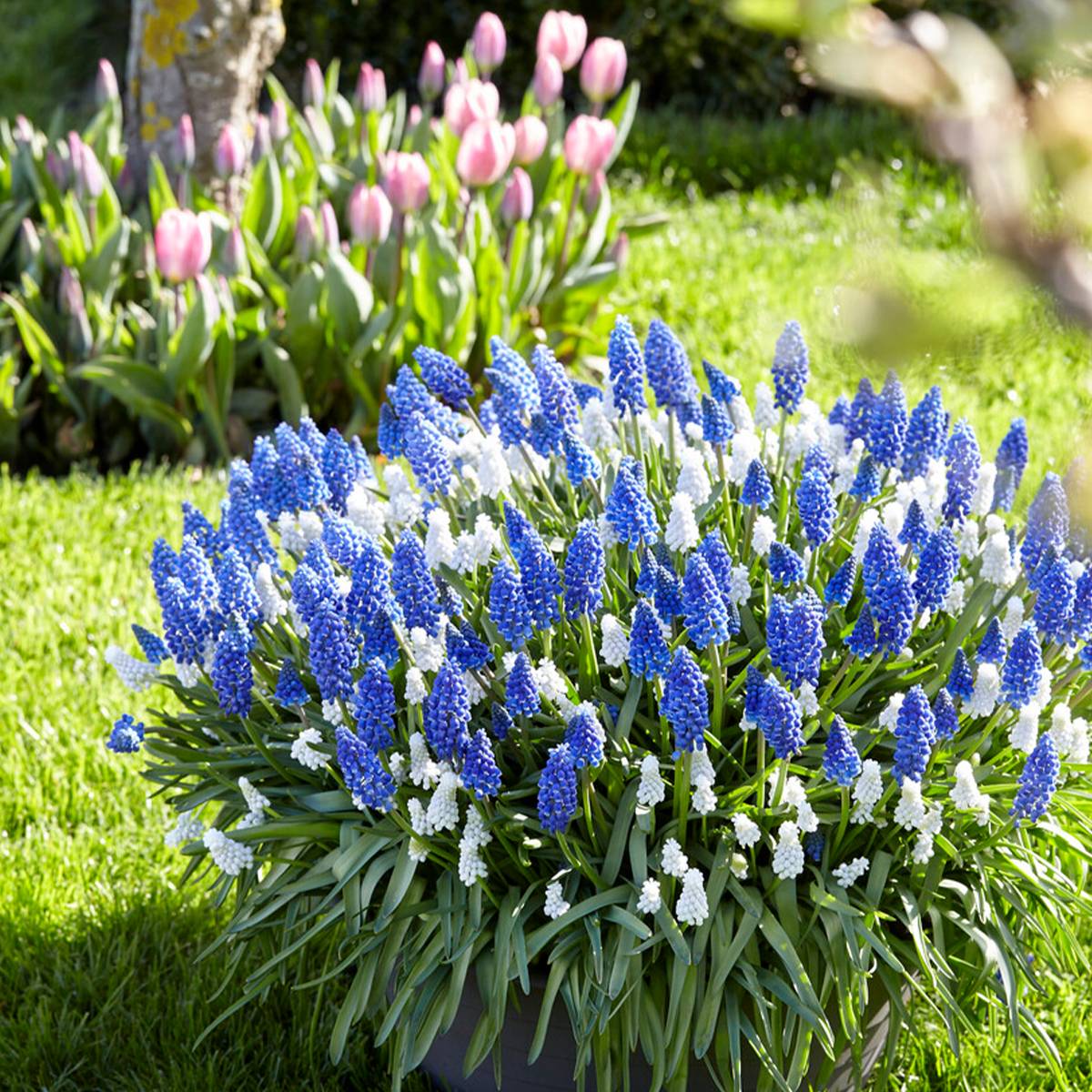 Mélange de 50 - Mélange Muscari - Jacinthe de raisin - Raisins bleus - Blanc, Bleu - Bulbes à fleurs - Image 7
