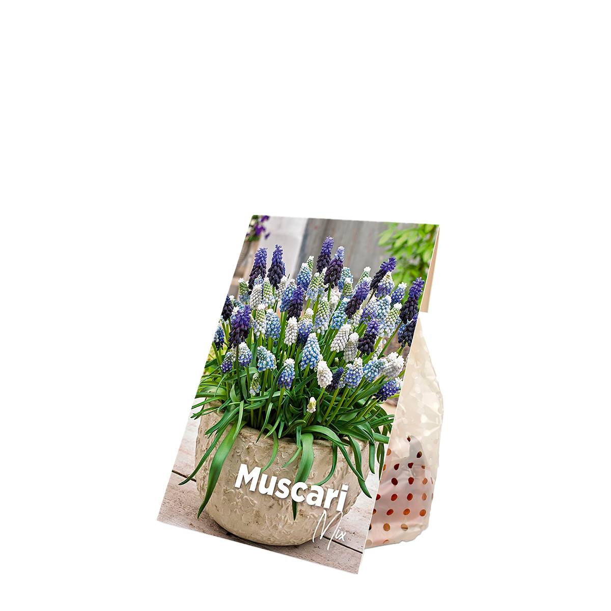 Mélange de 50 - Mélange Muscari - Jacinthe de raisin - Raisins bleus - Blanc, Bleu - Bulbes à fleurs - Image 2