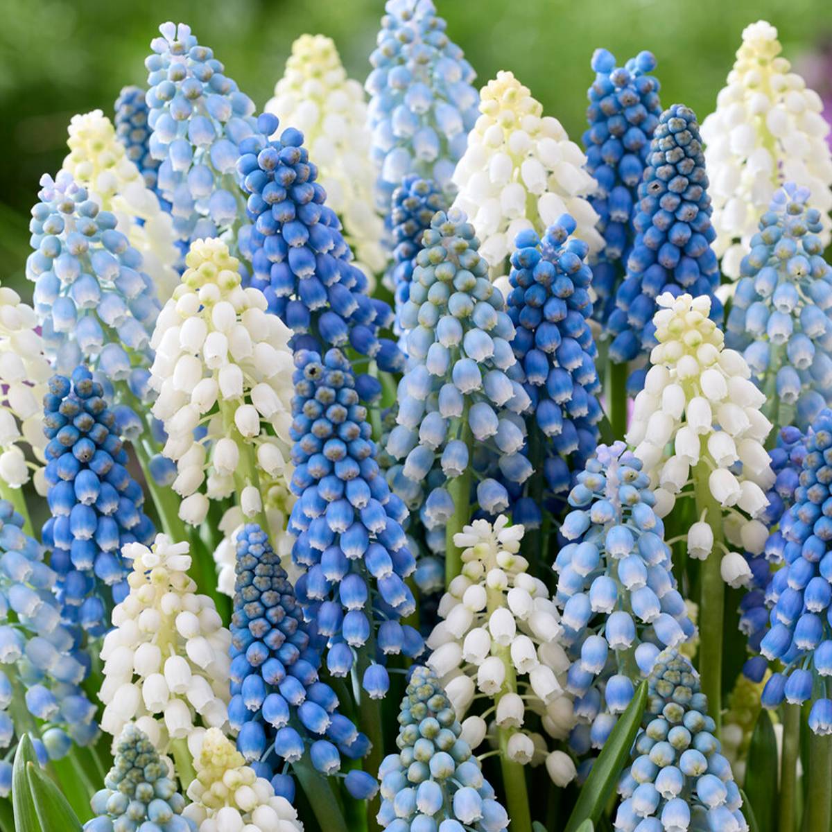 Mélange de 50 - Mélange Muscari - Jacinthe de raisin - Raisins bleus - Blanc, Bleu - Bulbes à fleurs - Image 4