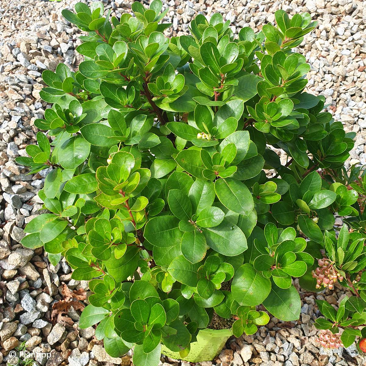 Promesse de Fleurs - Arbutus unedo Peace and Love - Arbousier Pot de 3L/4L