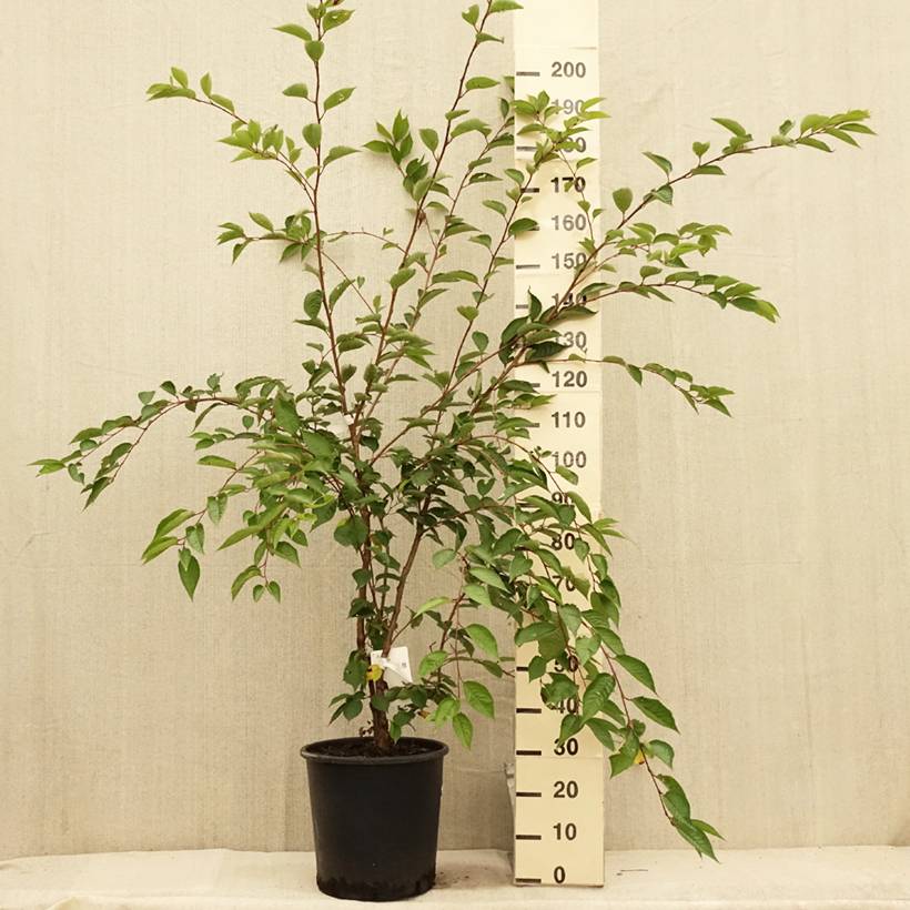 Cerisier du Japon - Prunus Accolade Pot de 18L/20L, Demi-Tige, 1/2 tige - Image 2