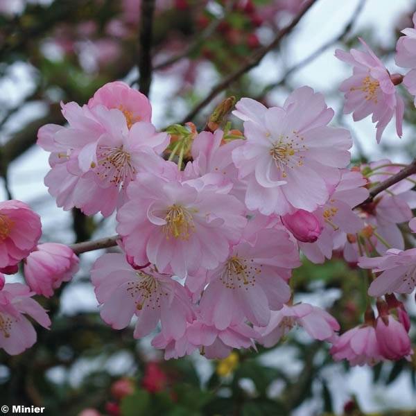 Cerisier du Japon - Prunus Accolade Pot de 18L/20L, Demi-Tige, 1/2 tige