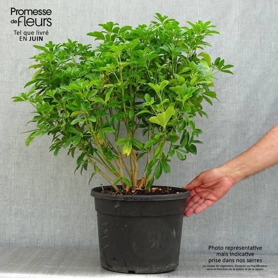 Choisya ternata - Oranger du Mexique Pot de 7,5L/10L - Image 2