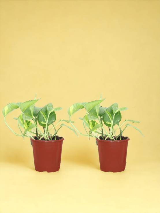 Epipremnum Aureum - D12 H20cm - Image 1