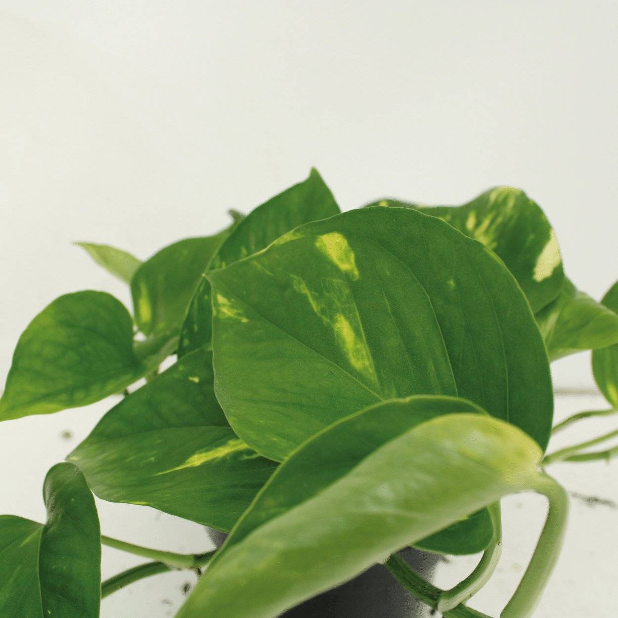 Epipremnum Aureum - D12 H20cm - Image 3