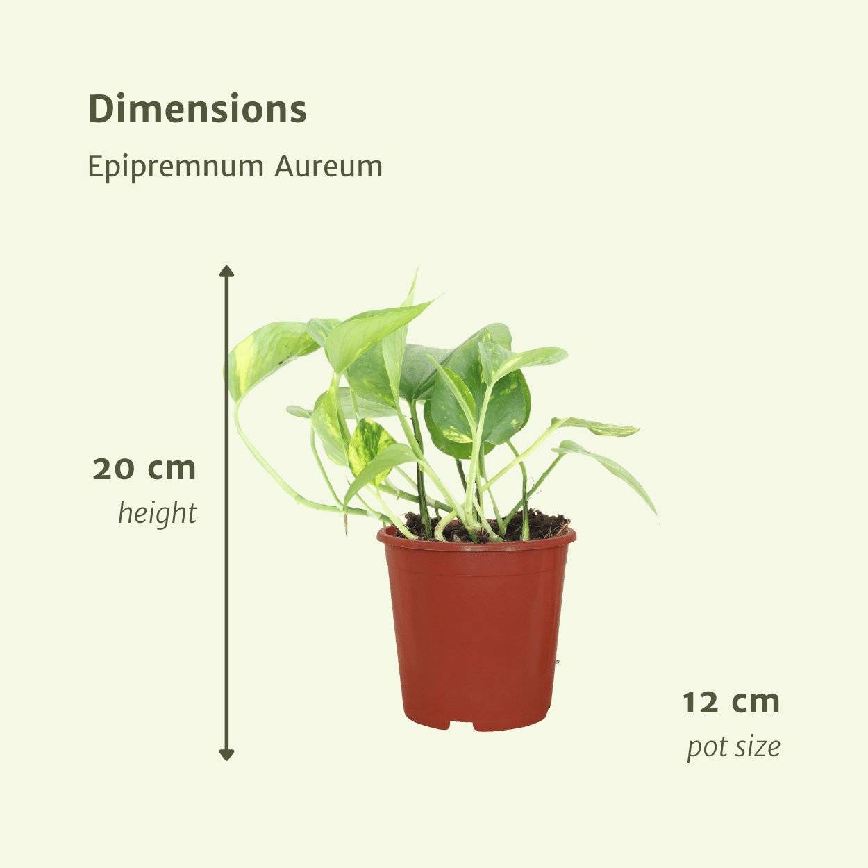 Epipremnum Aureum - D12 H20cm - Image 4