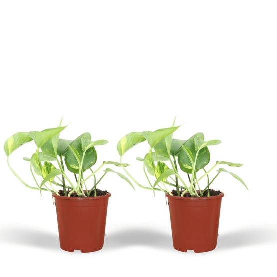Epipremnum Aureum - D12 H20cm - Image 2