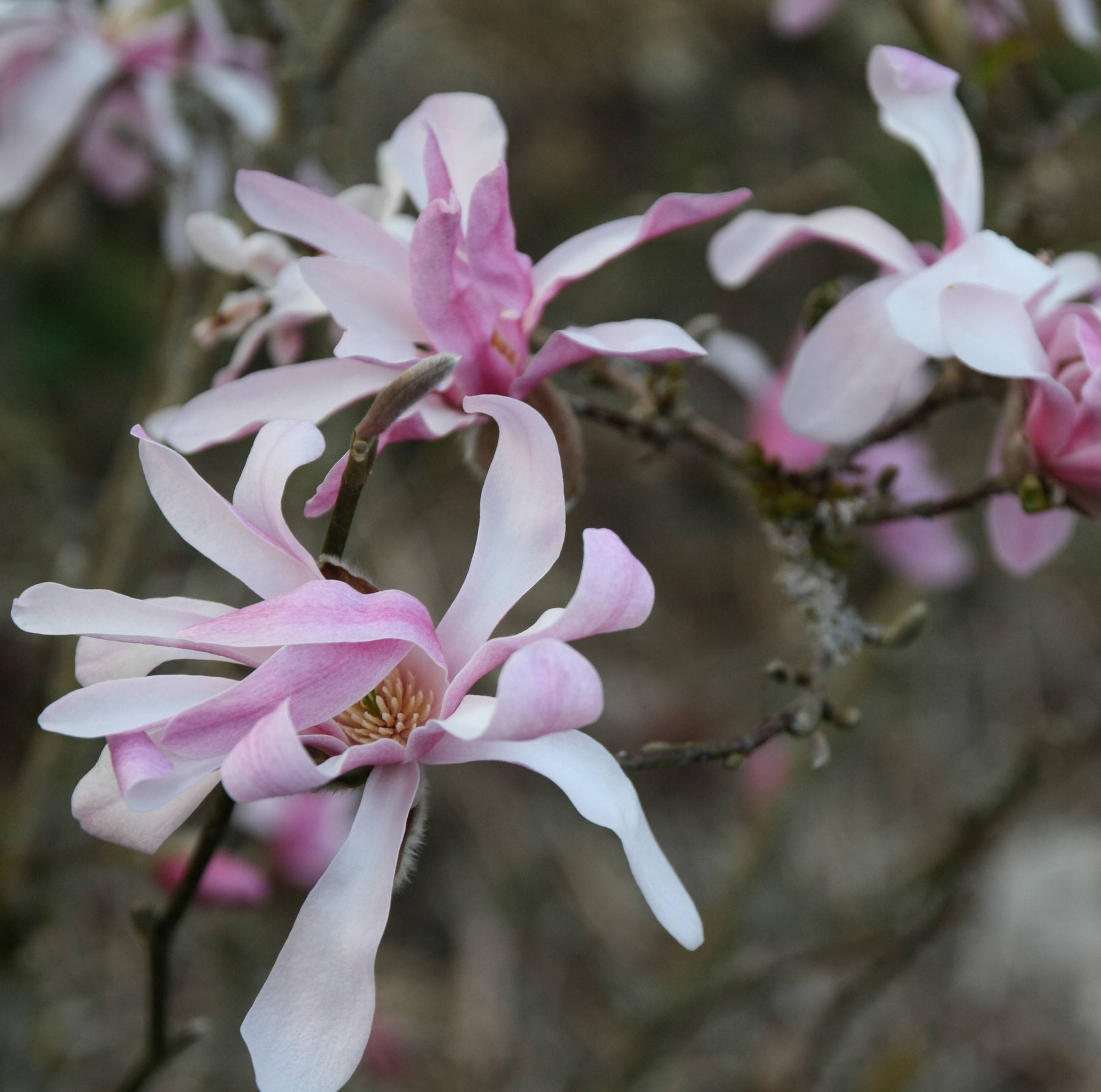 Magnolia loebneri Leonard Messel Pot de 3L/4L - Image 1
