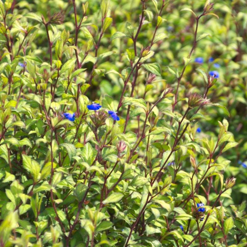 Plumbago de Willmott à fleurs Bleue - feuillage Caduc - Pot de 3L - 25/30 cm-  hauteur à maturité De 0,50 m à 1,00 m