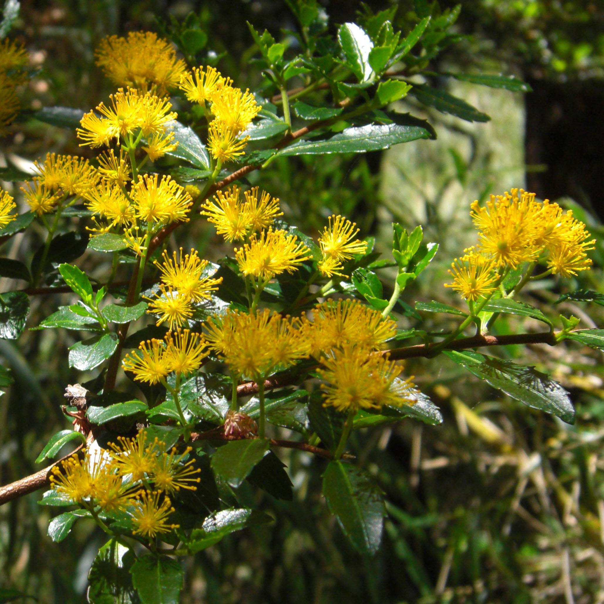 Azara serrata - Azara à dents de scie Pot de 2L/3L - Jardiland