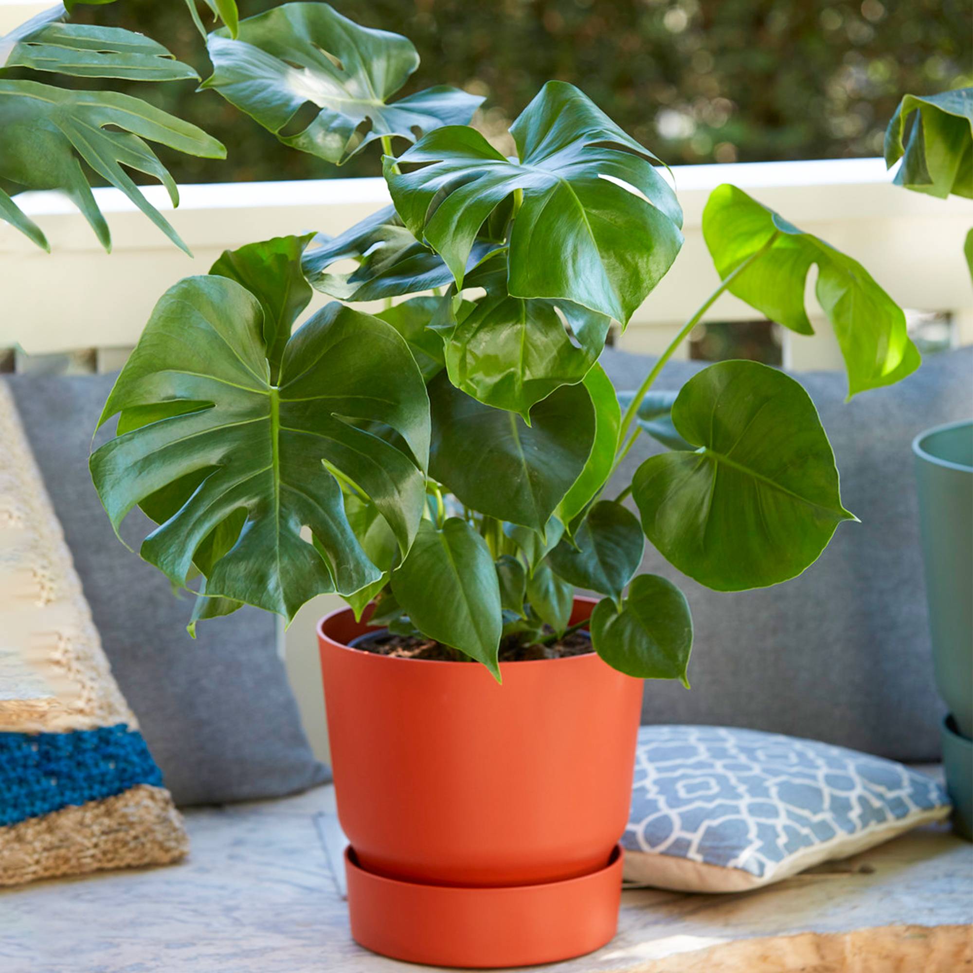 Gardenersdream - A Vendre 1 X Plante Monstera Faux Philodendron | Parfaite Pour La Maison Ou Le Bureau | 40-50Cm Avec Pot - GardenersDream - Imagen 1