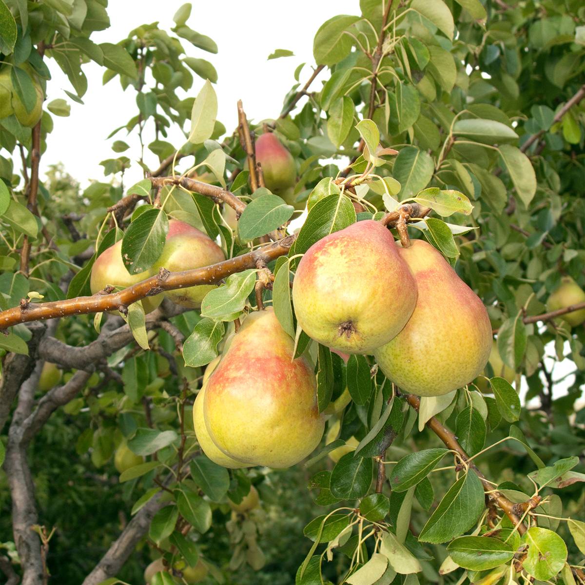 Promesse de Fleurs - Poirier Clapp's Favorite - Fruhe Clapps Pot de 7,5L/10L, Demi-Tige