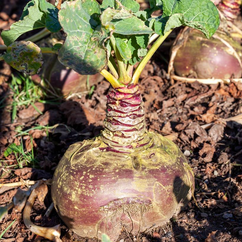 Rutabaga Tweed le sachet de 200 graines environ