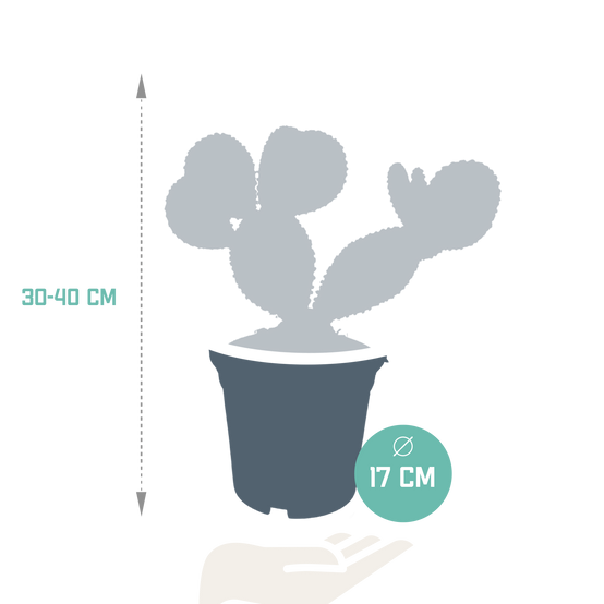 Opuntia Microdasys- La Green Touch - Image 2