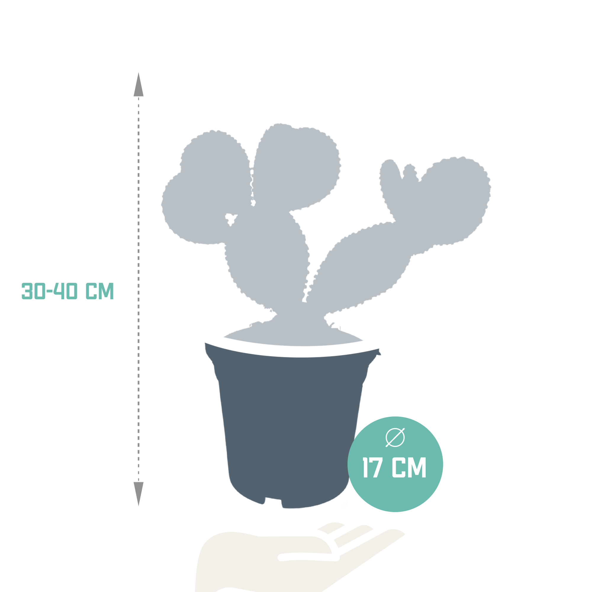 Opuntia Microdasys- La Green Touch - Image 2