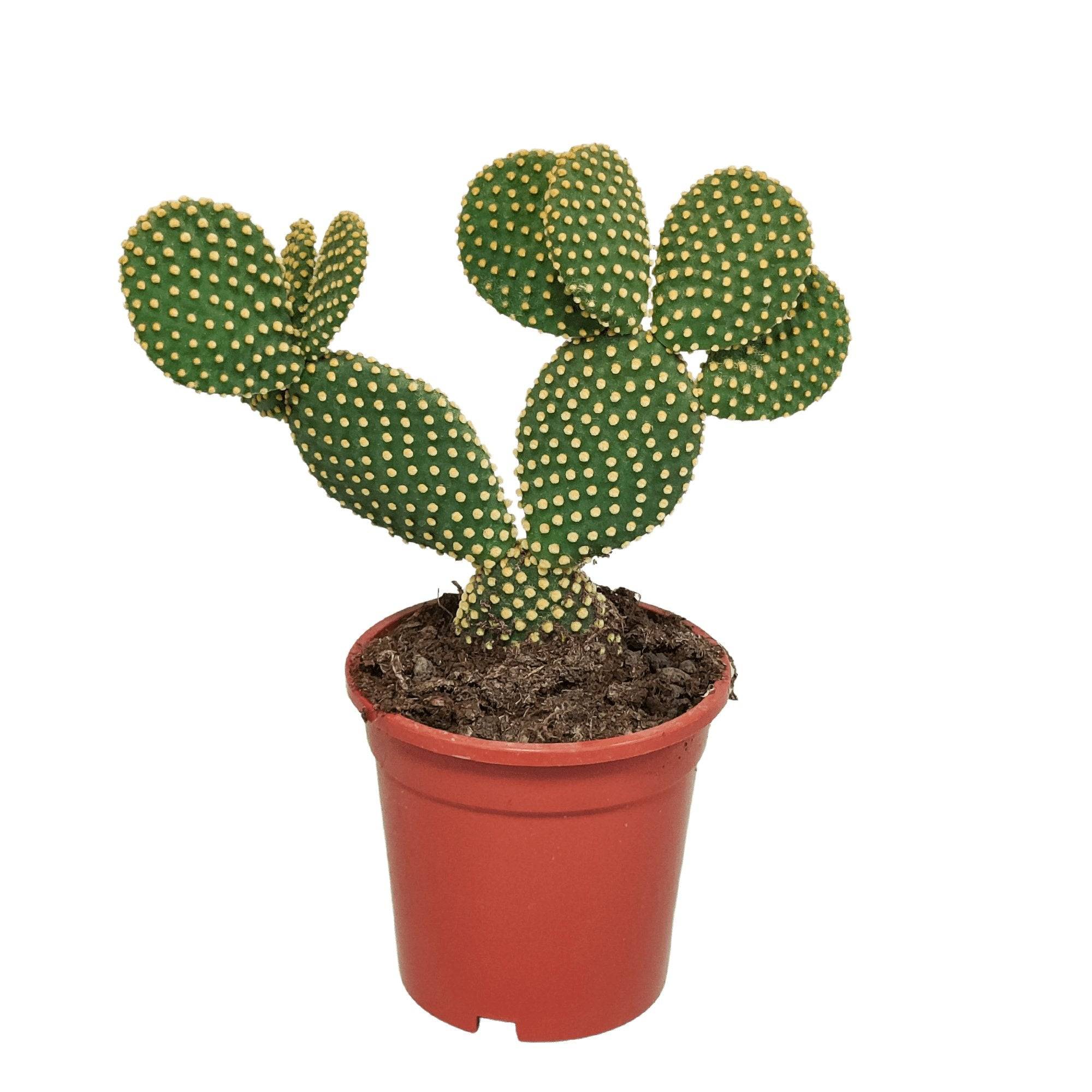 Opuntia Microdasys- La Green Touch