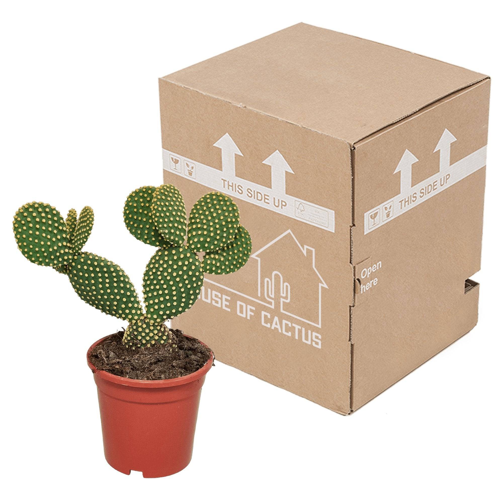 Opuntia Microdasys- La Green Touch - Image 3