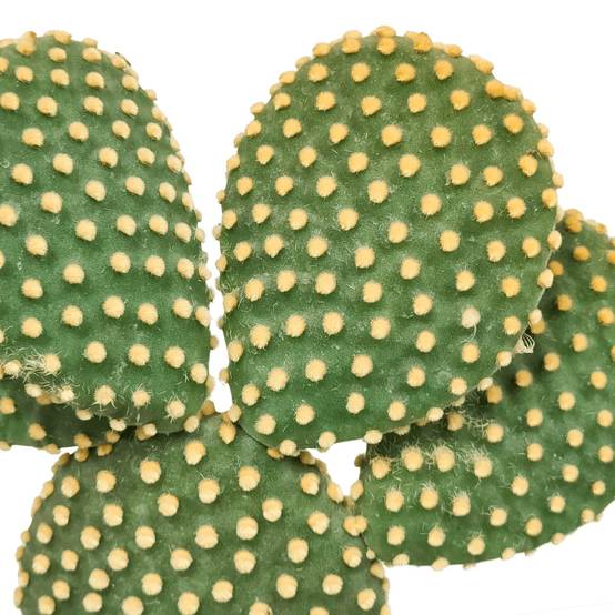 Opuntia Microdasys- La Green Touch - Image 4