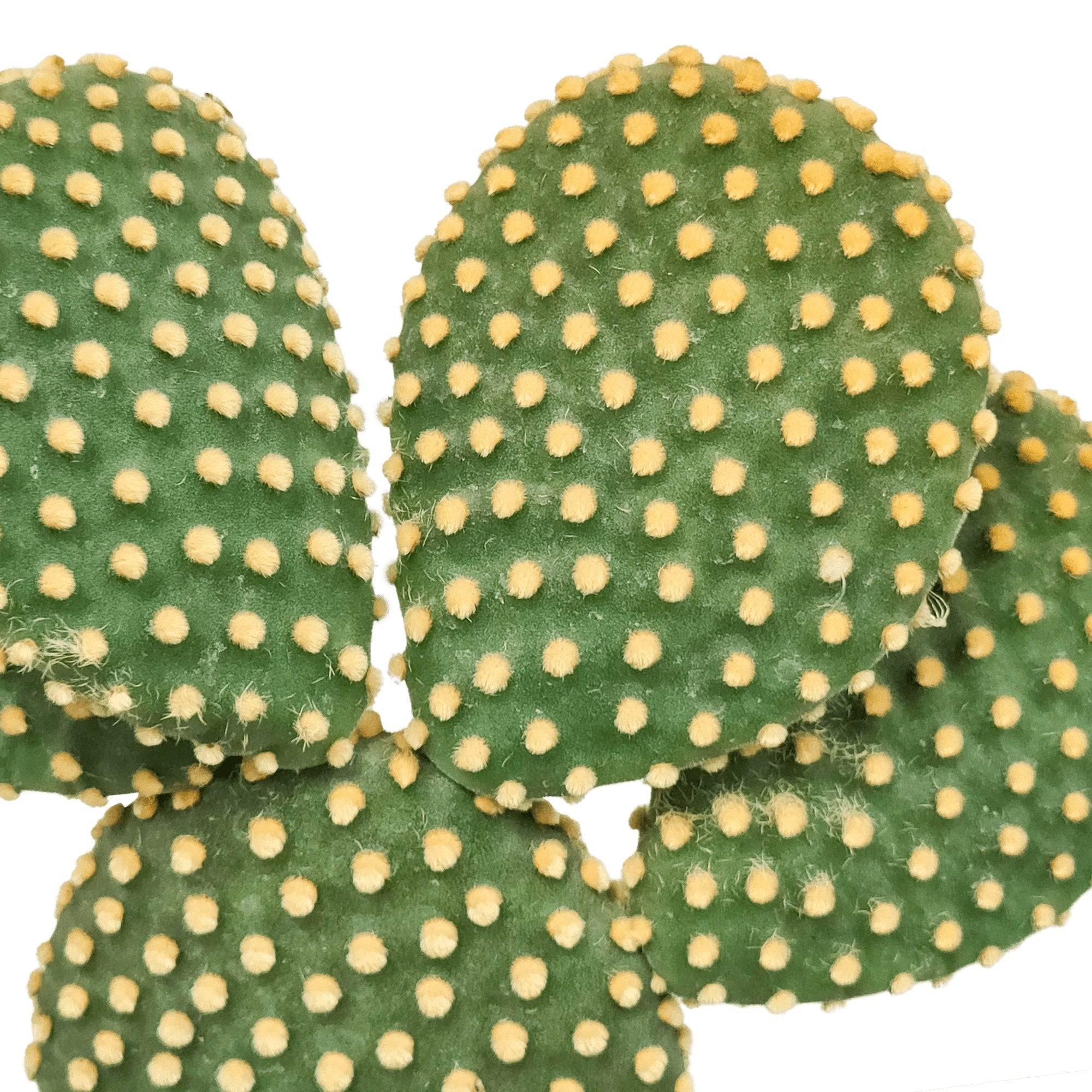 Opuntia Microdasys- La Green Touch - Image 4