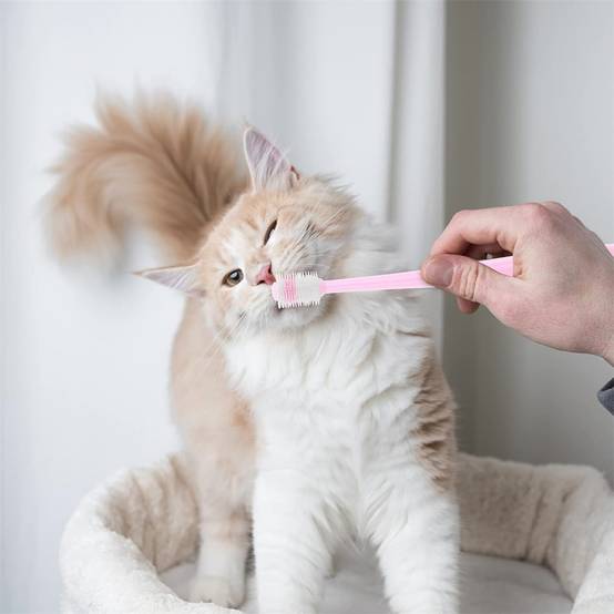 Brosses à dents 360° pour chiens et chats DtopbuyAge - Image 2