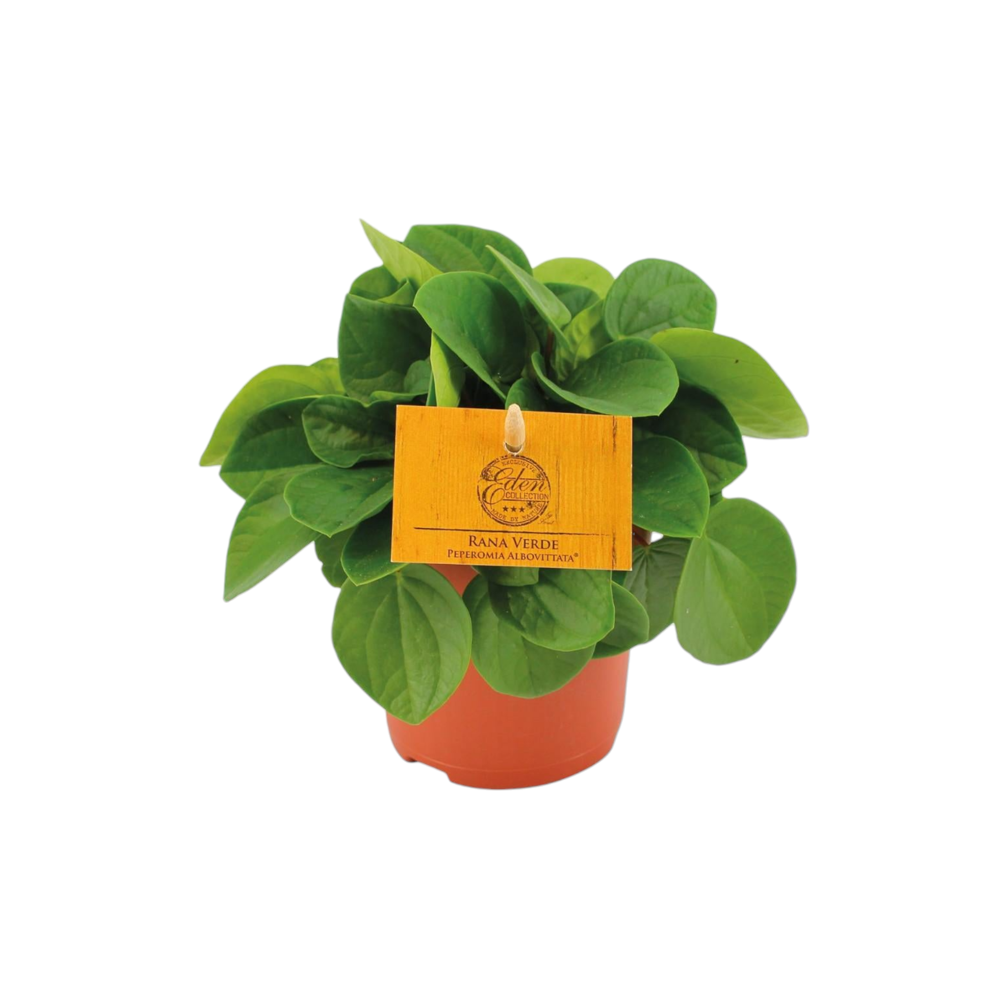 La Green Touch - Peperomia Rana Verde 15cm - Plante d'intérieur- La Green Touch