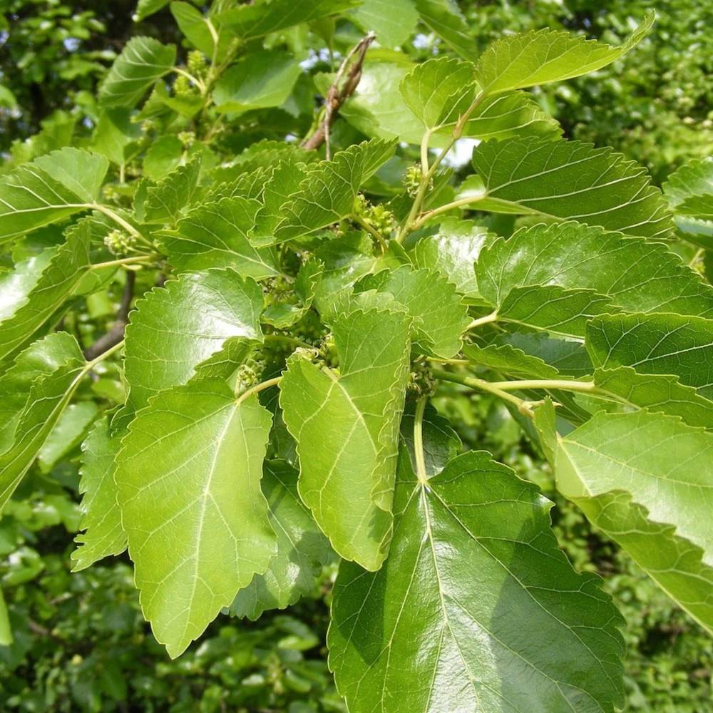 Mûrier platane Lujijama, Morus - Pot de 30L - Tige 8/10
