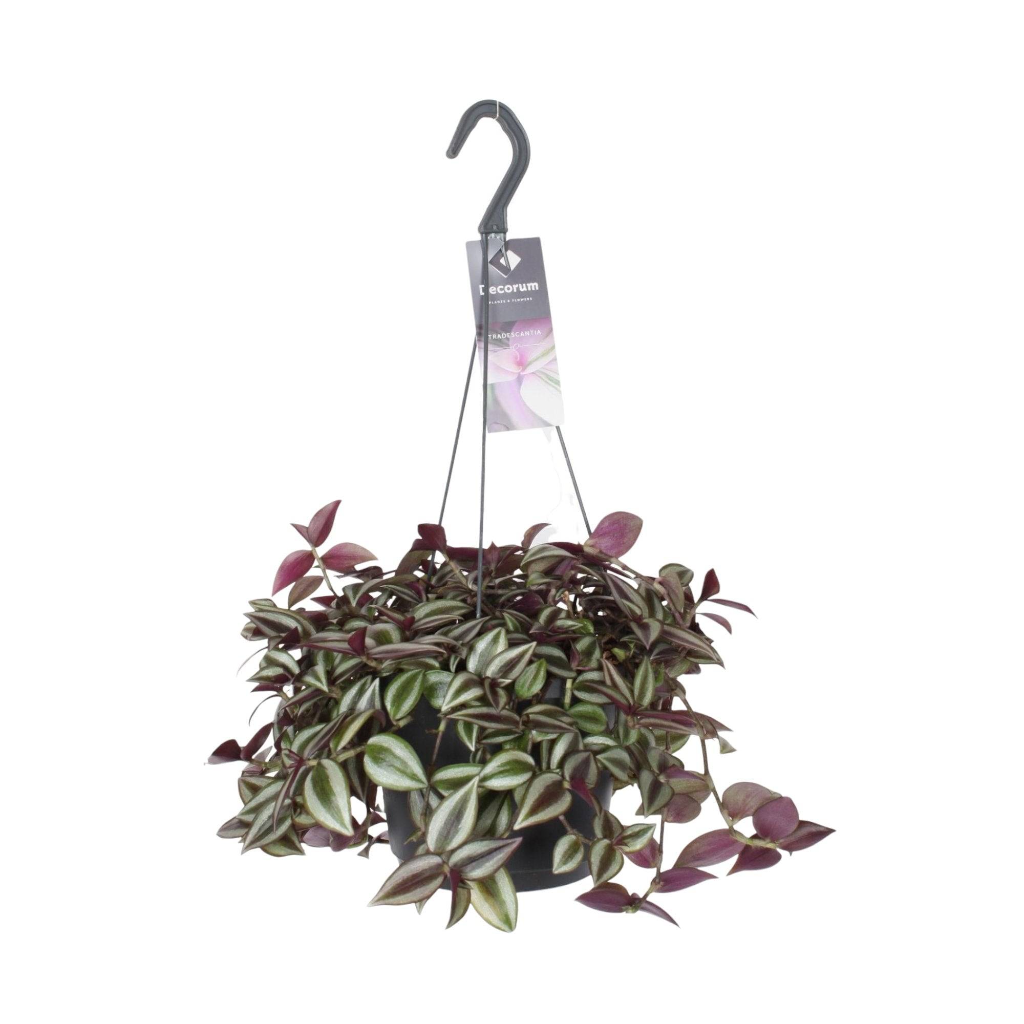 La Green Touch - Tradescantia Zebrina Purpusii 30cm - Plante d'intérieur- La Green Touch - Imagen 2