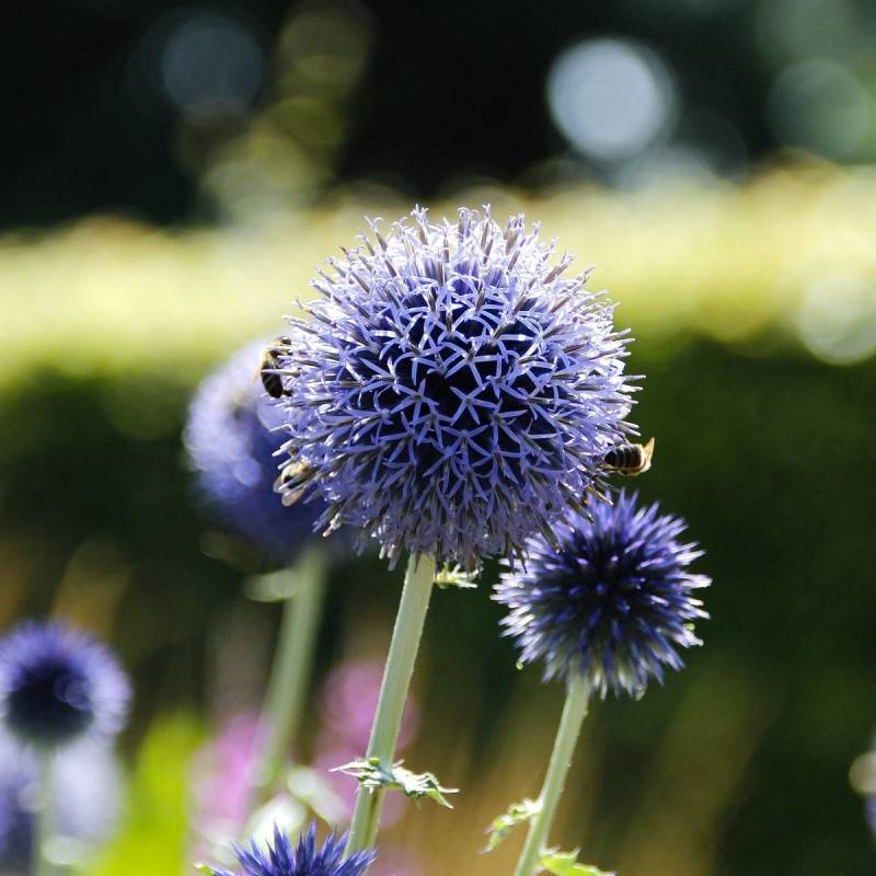 Boule azurée Blue Globe, Echinops à fleurs Bleue/ - feuillage Caduc - Godet - 5/20 cm - Imagen 1