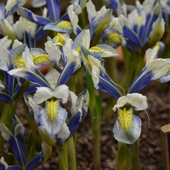 Promesse de Fleurs - Iris reticulata Sea Breeze Bulbe calibre 5+ (par 5)