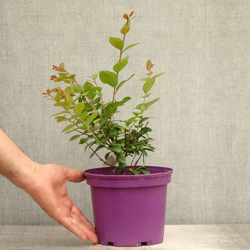 lagerstroemia indica Violet d'Eté indyvio - Lilas des Indes violine Pot de 3L/4L - Image 2