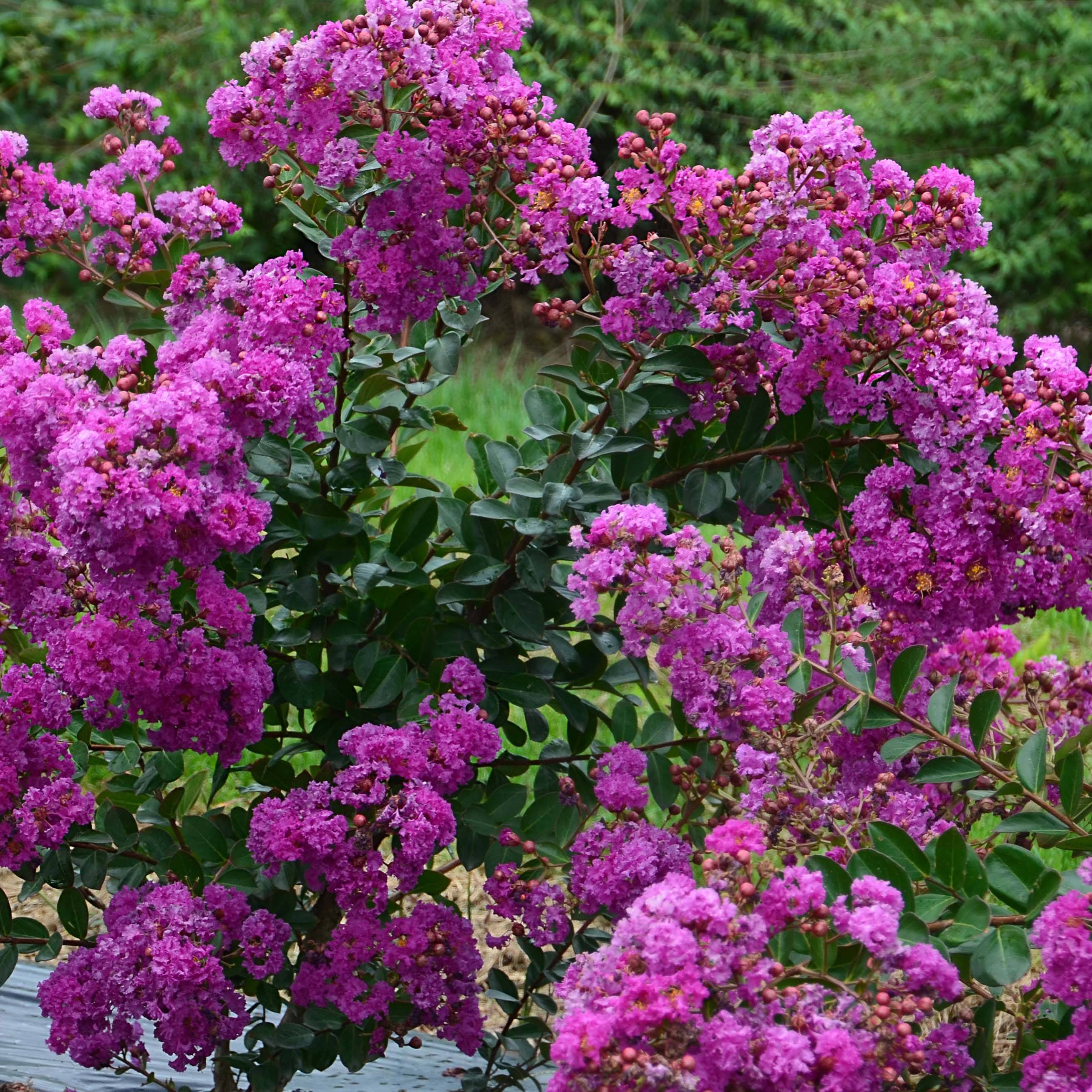 lagerstroemia indica Violet d'Eté indyvio - Lilas des Indes violine Pot de 3L/4L - Image 1