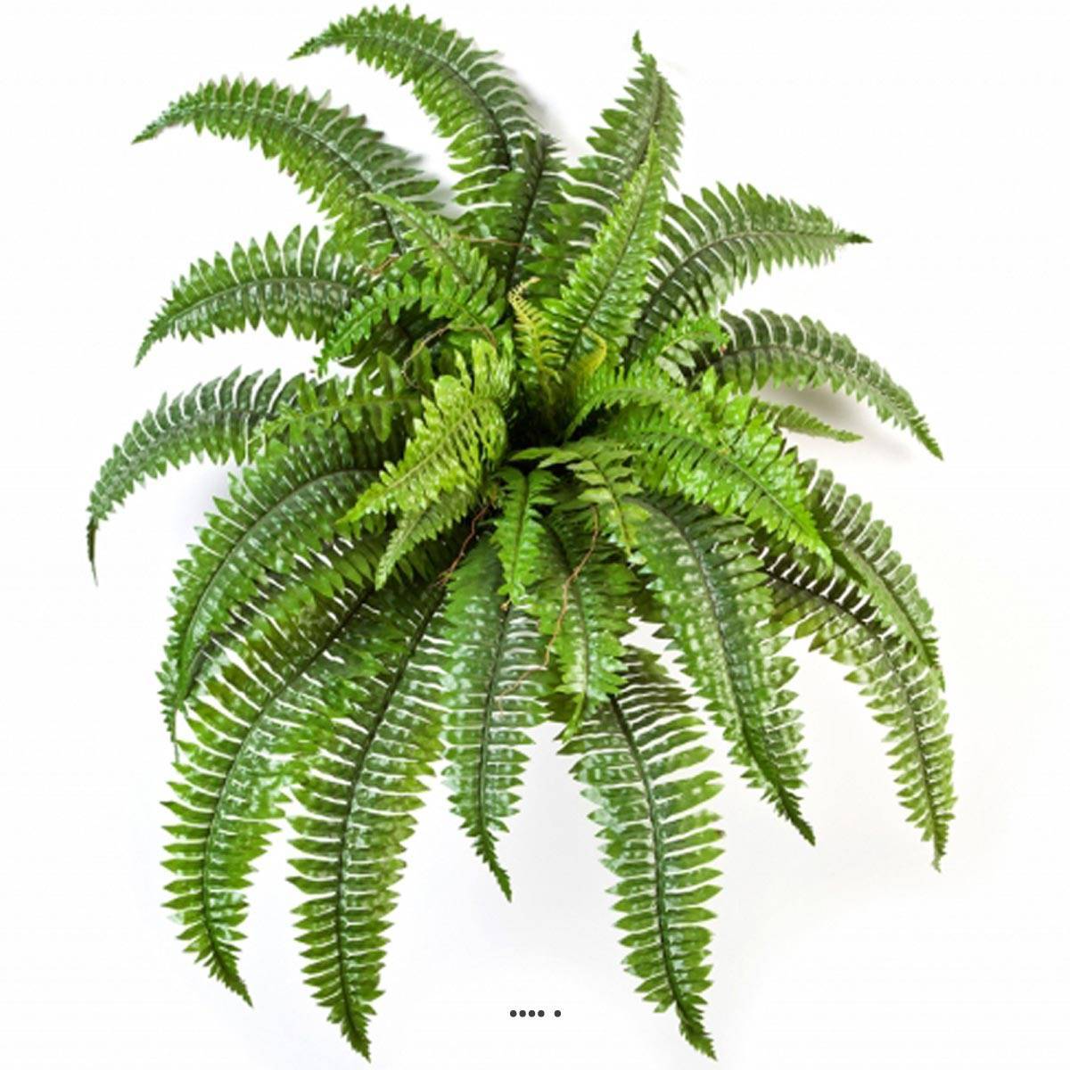 Artificielles - Fougère de Boston 34 feuilles D 75 cm artificielle en piquet - dimhaut: H 75 cm - couleur: Vert