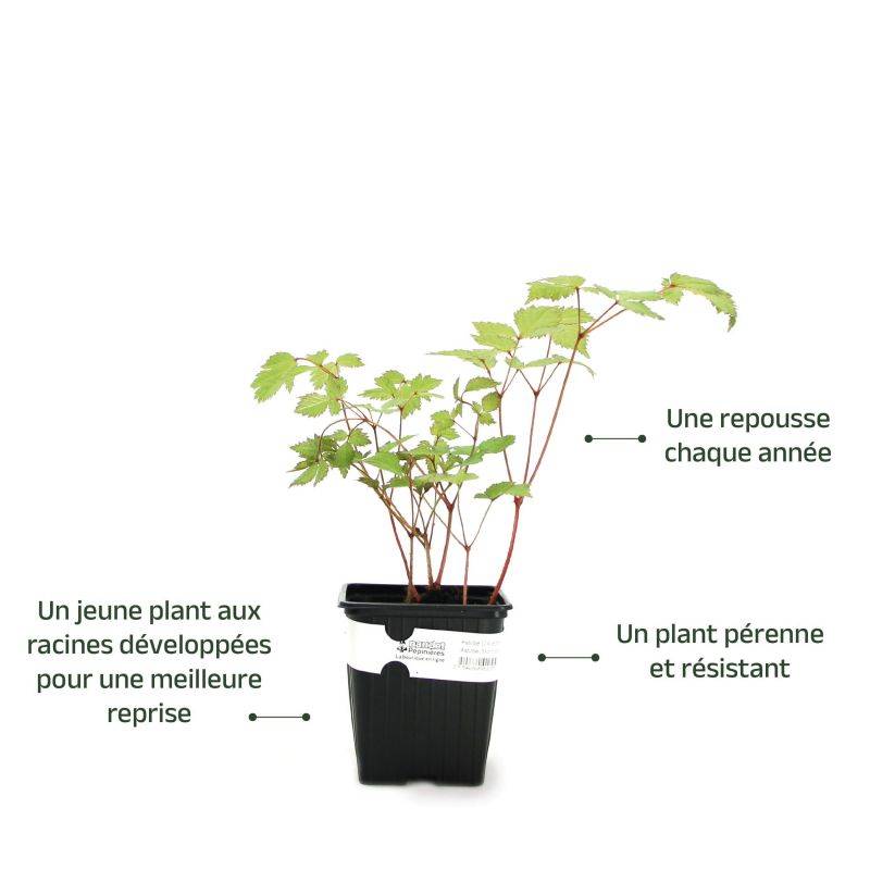 3 Astilbes d'Arends 'Mont Blanc' - Lot de 3 vivaces - Pépinières Naudet - Imagen 3