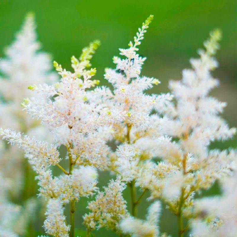 3 Astilbes d'Arends 'Mont Blanc' - Lot de 3 vivaces - Pépinières Naudet - Imagen 1